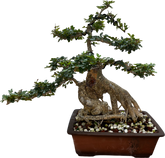 Cây Cần Thăng (Import- Vietnam)